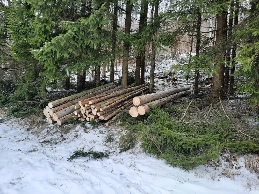 Auf Maß abgelängtes Holz nach der Durchforstung