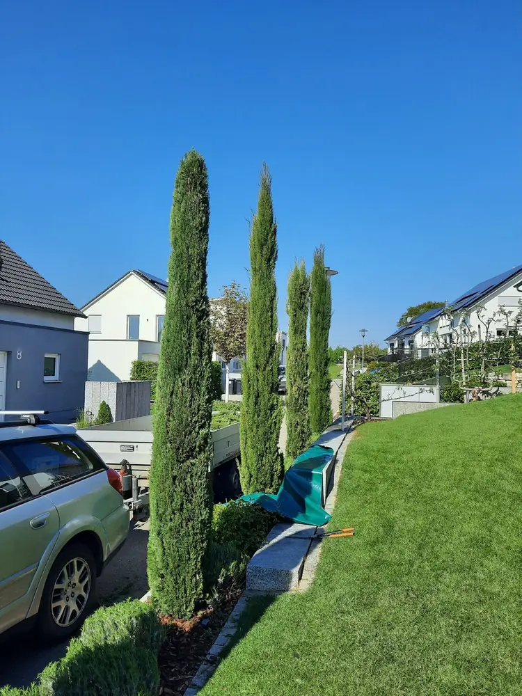 Formschnitt an Säulenzypressen bei einer Einfahrt in Reutlingen