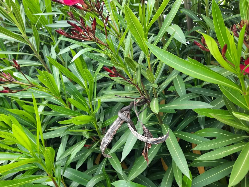 Gut getarnte Schlange zwischen vertrockneten Oleander-Samenschoten am Gardasee