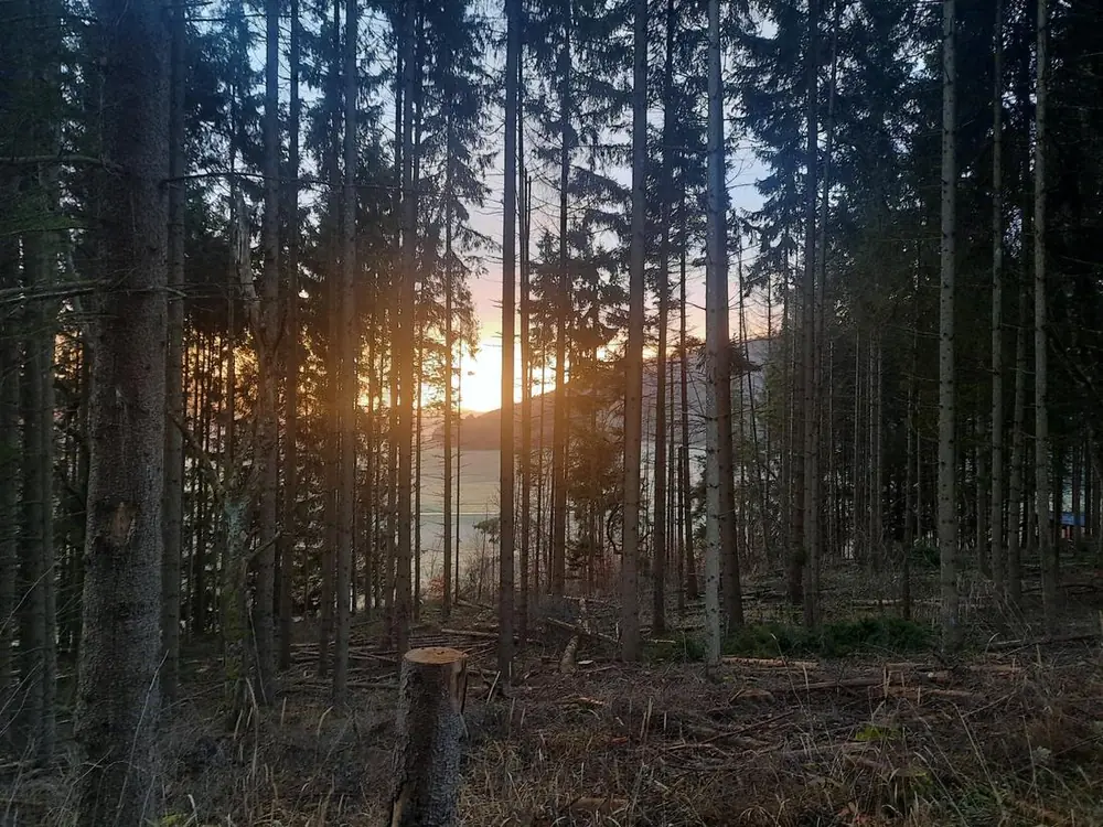 Hoher Fichtenbestand beim Sonnenaufgang mit frischem Baumstumpf im Vordergrund