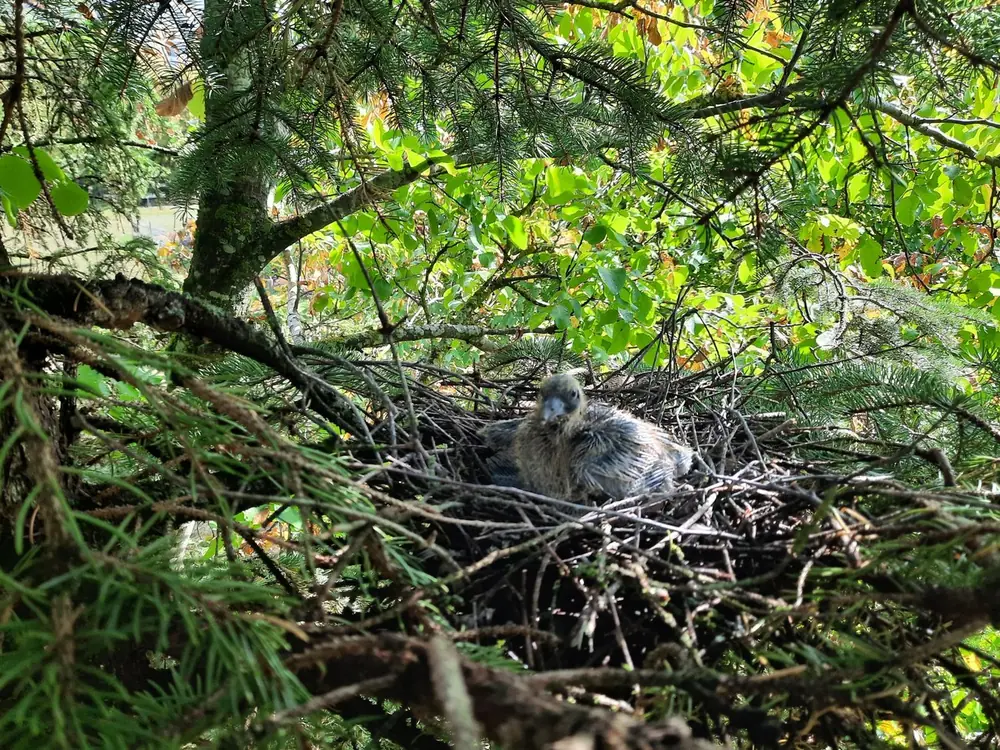 Jungvogel im Nest, entdeckt bei der Baumpflege in Reutlingen