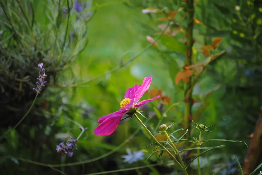Cosmea im Garten in Reutlingen