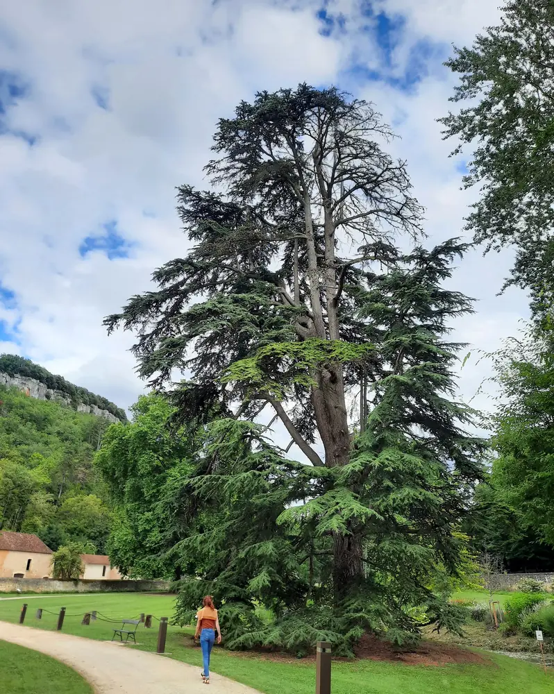 Libanon-Zeder in einem Park in der Dordogne, Frankreich, als Stimmungsbild
