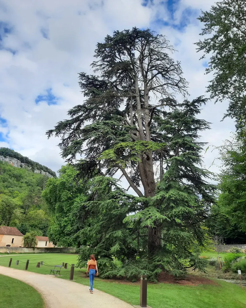 Libanon-Zeder in einem Park in der Dordogne, Frankreich – Beispiel für Raum und Weite, die ein einzelner Baum einem Ort geben kann.