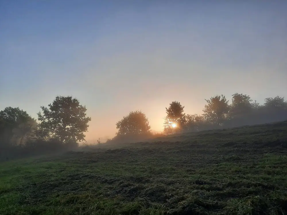 Morgennebel über einer gemähten Wiese mit Bäumen im Gegenlicht der aufgehenden Sonne