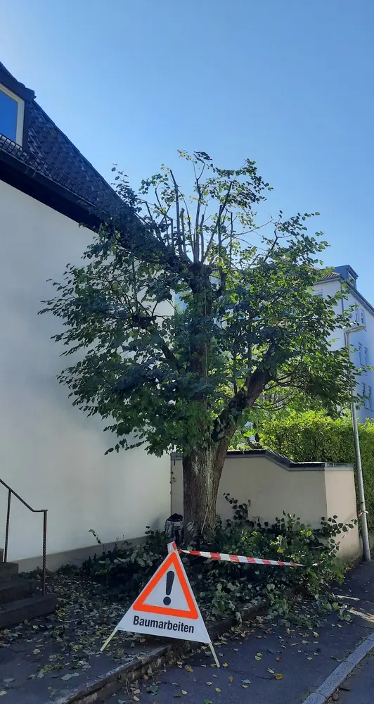 Nachher: aufgelichtete Baumkrone nach der Kroneneinkürzung in Reutlingen