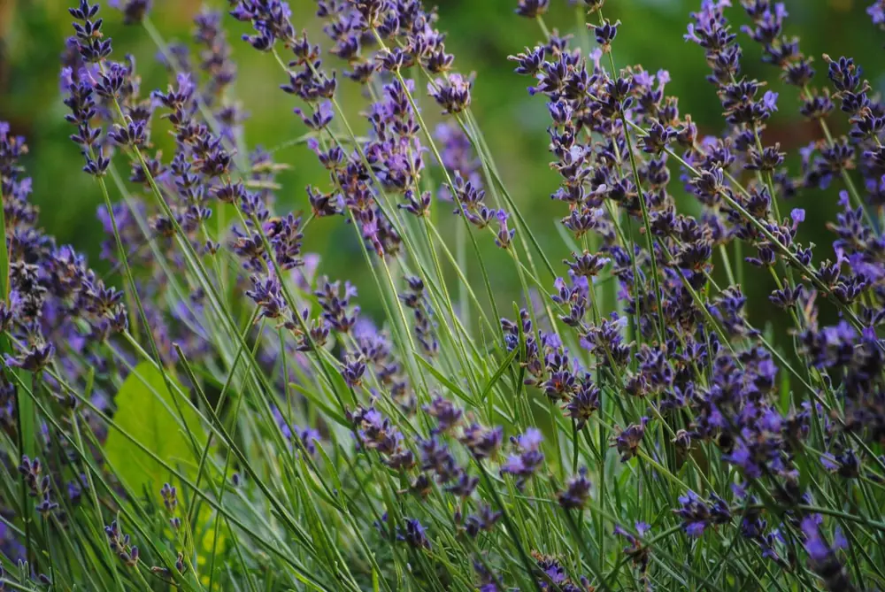 Naturnahe Fläche mit Lavendel bei der Landschaftspflege in Reutlingen