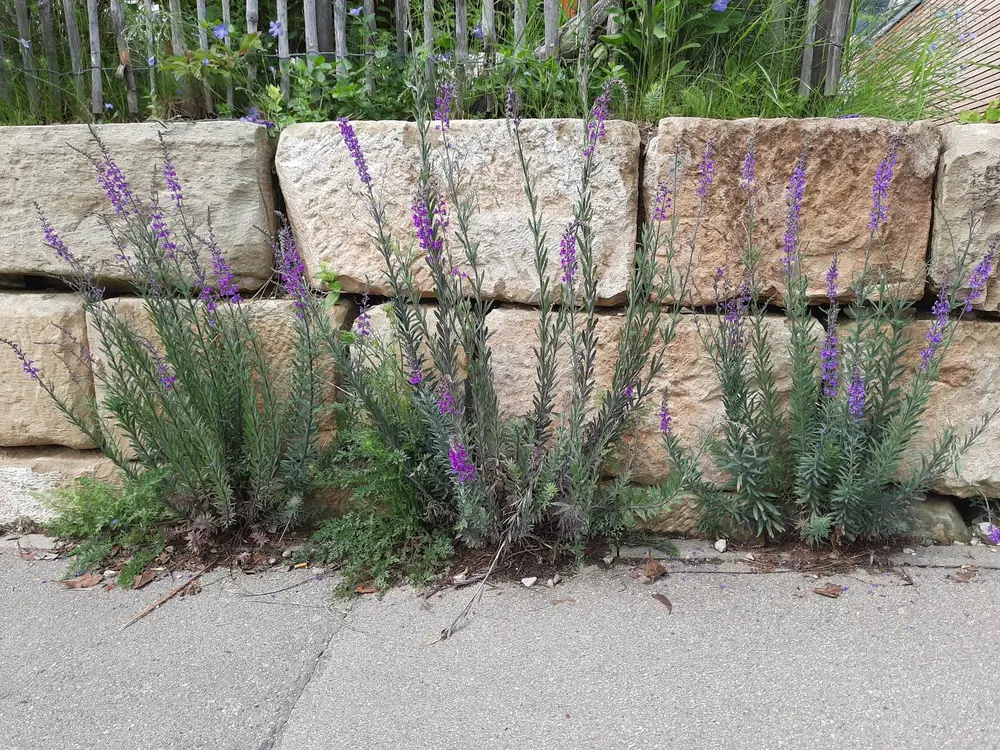 Natursteinmauer mit Bepflanzung im Garten in Reutlingen