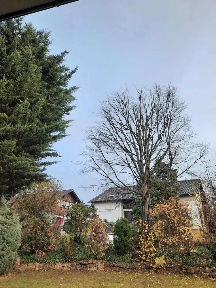 Sanft eingekürzte, aufgelichtete Baumkrone im Herbst vor blauem Himmel