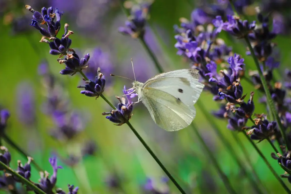 Schmetterling im Lavendel als Lebensraum für Insekten bei der Umweltdienstleistung in Reutlingen