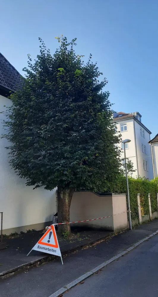 Vorher: dichte Baumkrone vor der Kroneneinkürzung in Reutlingen